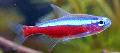 Tetra cardinal