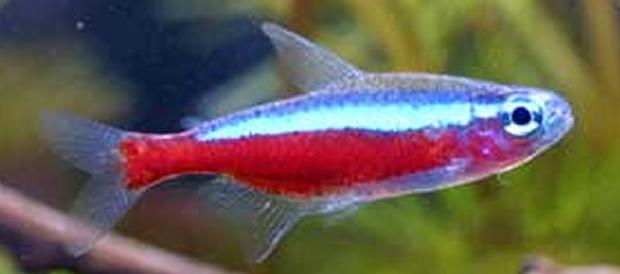 Tetra cardinal