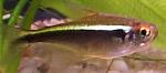 Néon-negro <i>(Hyphessobrycon herbertaxelrodi)</i>