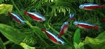 Tetra cardinal <i>(Paracheirodon axelrodi)</i>