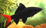 Peixes