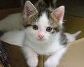 Gato