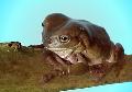 Sapo
