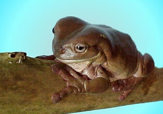 Sapo