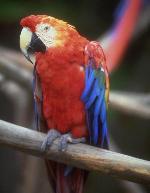 Aves