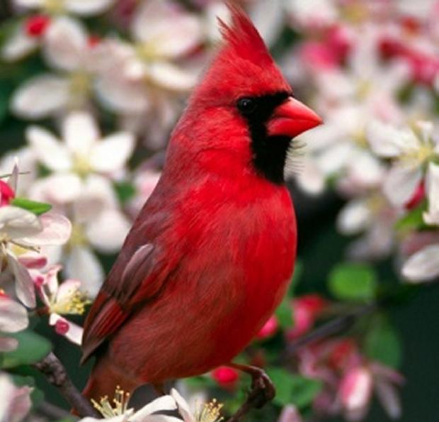 Cardinal