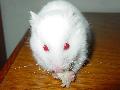 Hamster