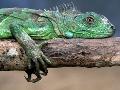 Iguana verde