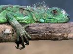 Iguana-verde <i>(Iguana iguana)</i>