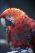Arara
