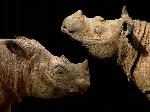 Rinoceronte-de-Sumatra <i>(Dicerorhinus sumatrensis)</i>