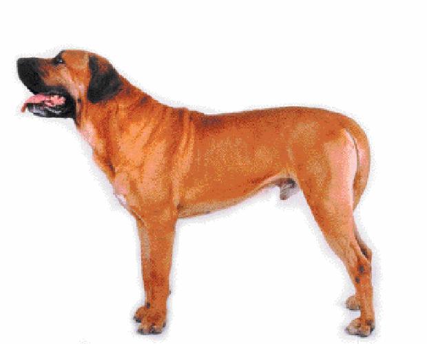 Tosa-Inu