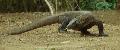 Dragão de komodo