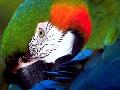 Arara
