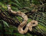 Jibóia <i>(Boa constrictor)</i>