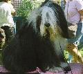 Bobtail