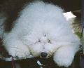 Bobtail