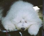 Old English Sheepdog