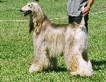 Cães