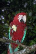 Arara