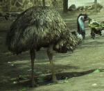 Aves