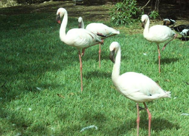 Flamingos