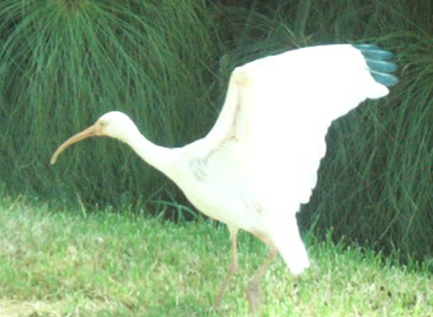 Ibis branco