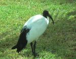 Aves