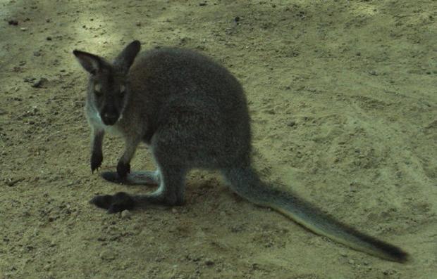 Wallaby