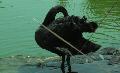 Cisne-negro