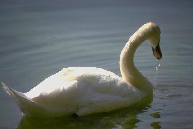 Cisne