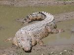 Crocodilo persistente mantém homem refém por duas semanas