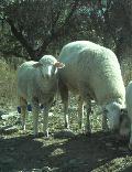 Ovelhas