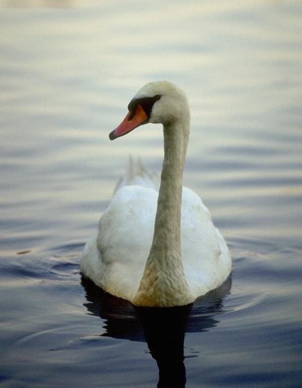 Cisne