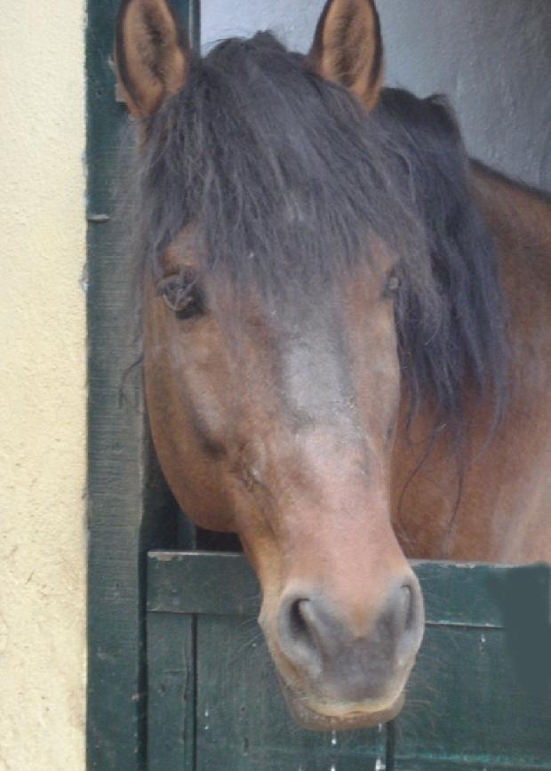 Cavalo