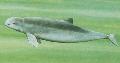 Golfinho-de-Irrawaddy