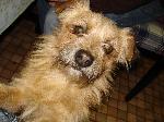 Cães