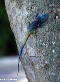 Agama azul
