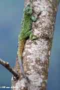 Agama verde