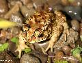 Bufo de Sulawesi