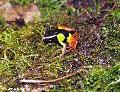 Mantella pintada