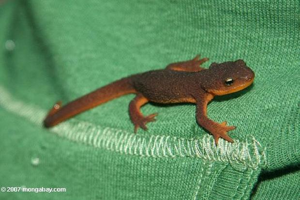 Salamandra de Taricha