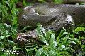 Anaconda