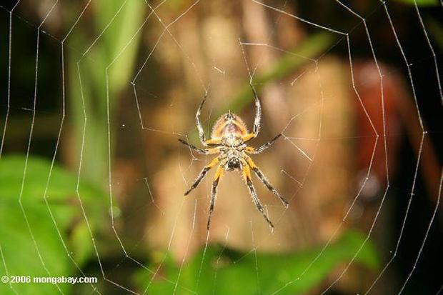 Aranha