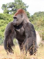 Gorila <i>(Gorilla gorilla) </i> e <i>(Gorilla beringei)</i>
