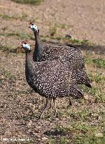 Aves