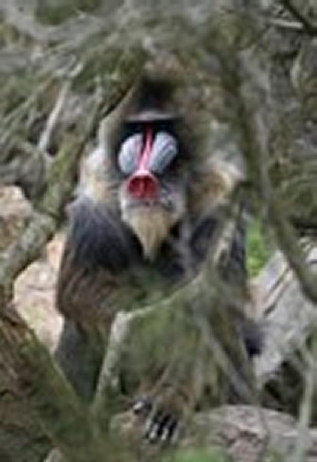 Mandril