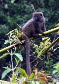 Lemur-do-bambú