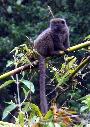 Lemur-do-bambú