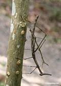 Insectos-pau